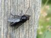 Hybomitra sp.